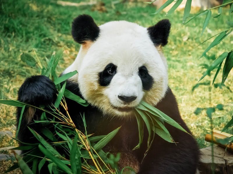 200+ Funny Panda Names | Quirky And Whimsical Ideas!