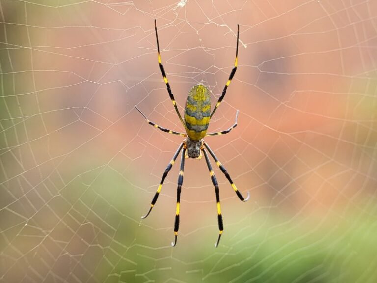 200 Funny Spider Names Cute Gender Specific Picks 200-funny-spider-names-cute-gender-specific-picks