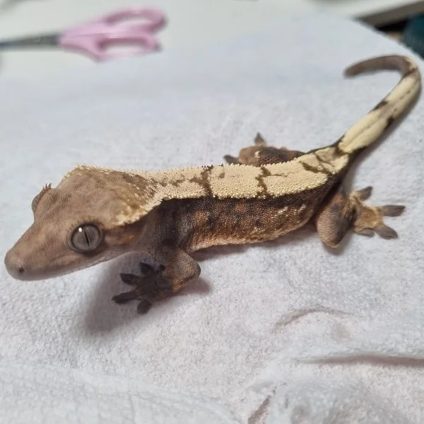 Female Lizard Names