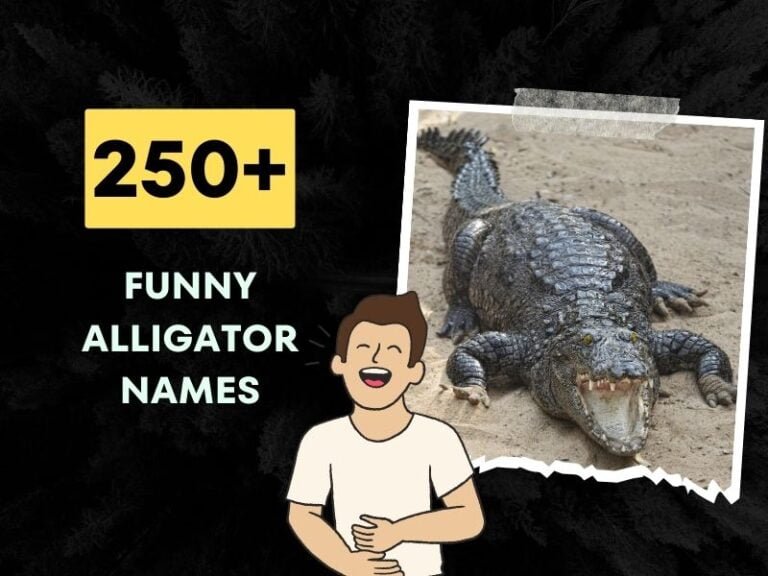 250+ Funny Alligator Names for Your Jawsome Pet!