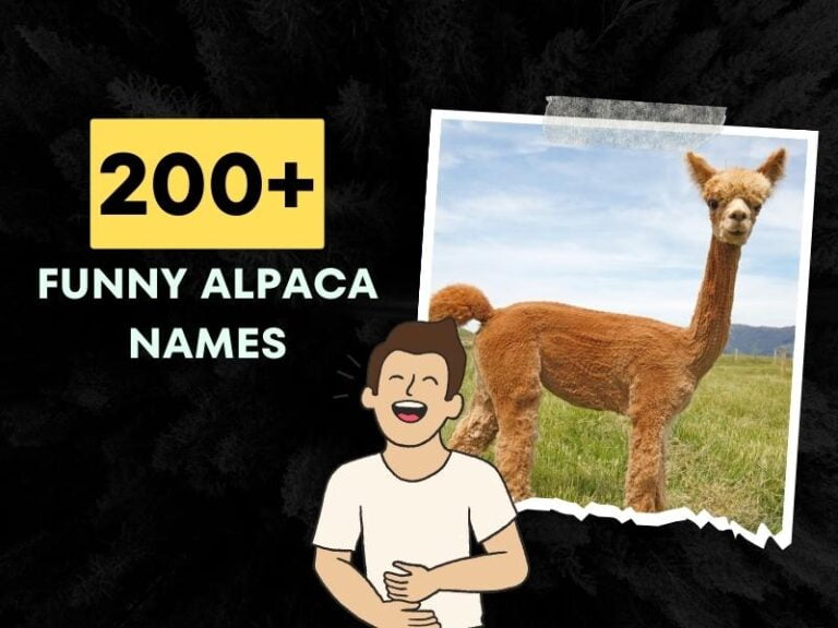 Funny Alpaca Names