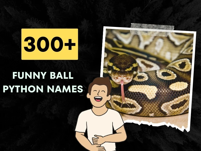 Funny Ball Python Names