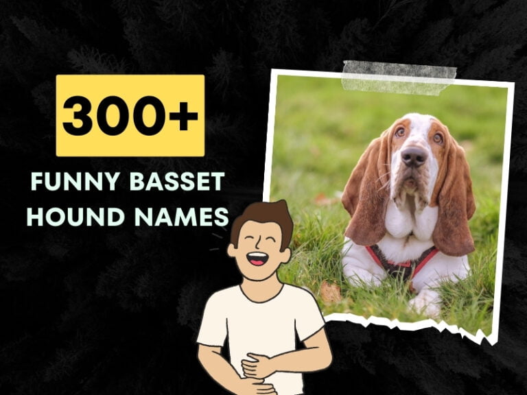 Funny Basset Hound Names