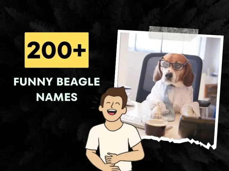 Funny Beagle Names