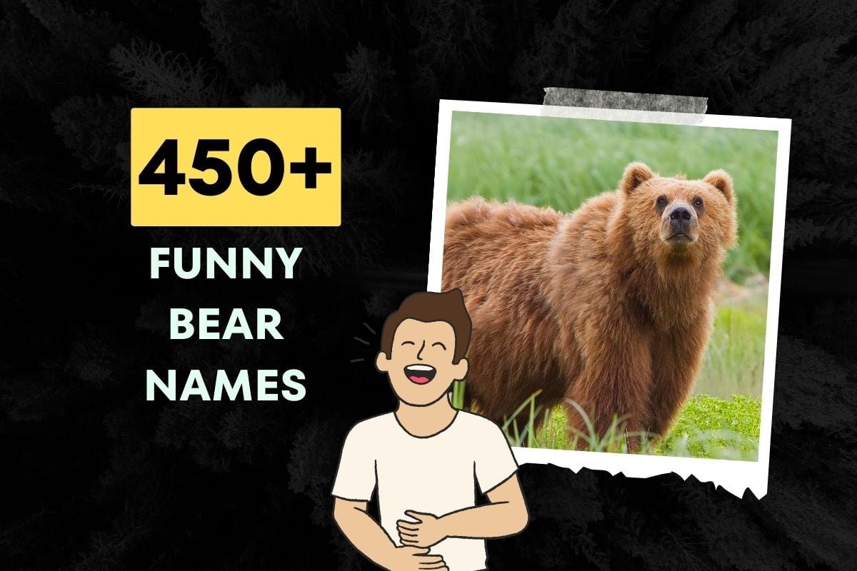 450 Funny Bear Names Generator 2024 