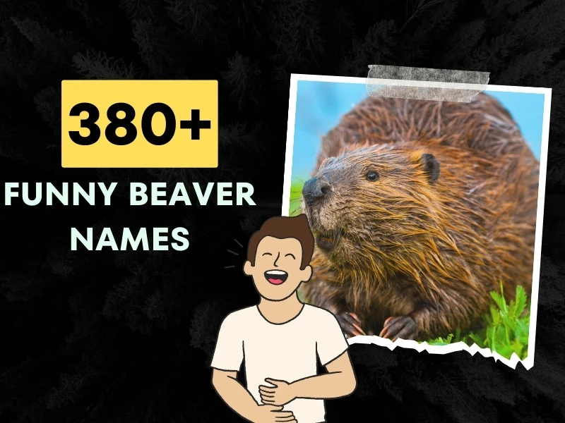 Funny Beaver Names
