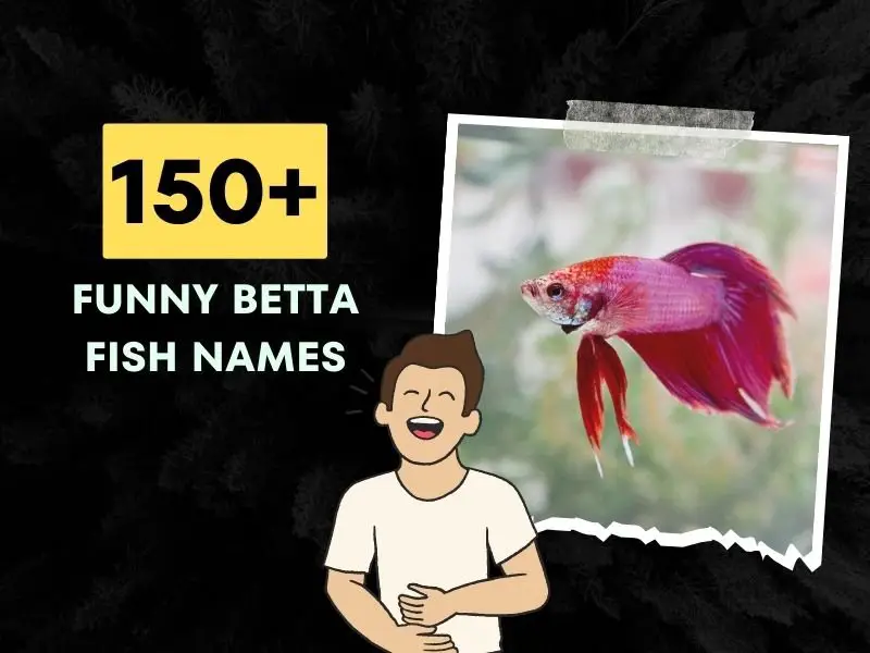 Funny Betta Fish Names Ideas