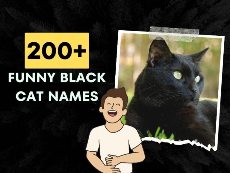 200+ Funny Black Cat Names (Make Every Meow Memorable!)