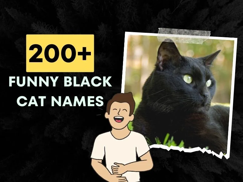 Funny Black Cat Names
