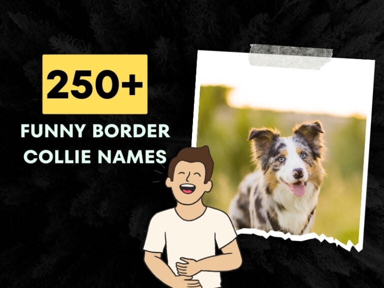 Funny Border Collie Names