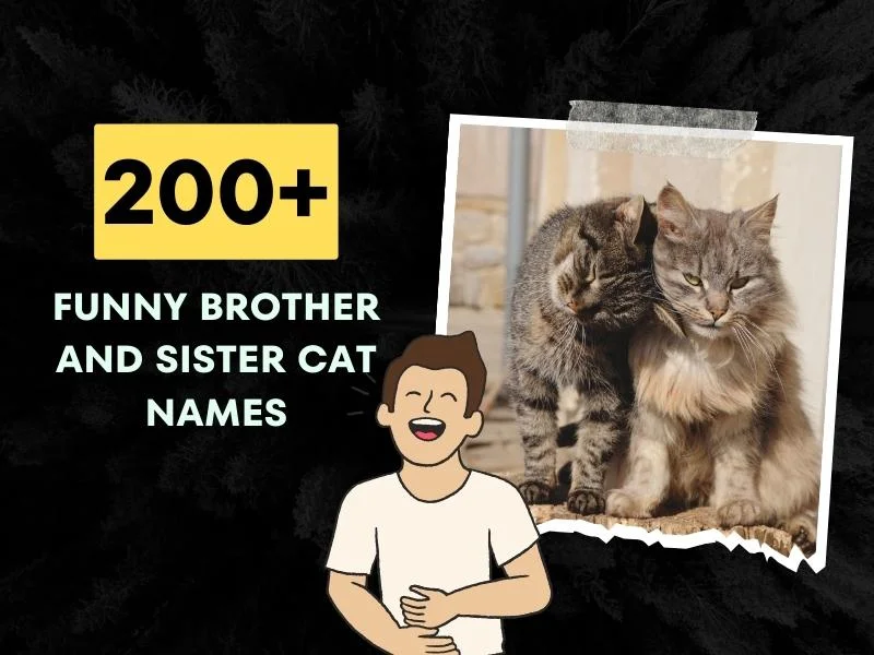 Funny Brother And Sister Cat Names