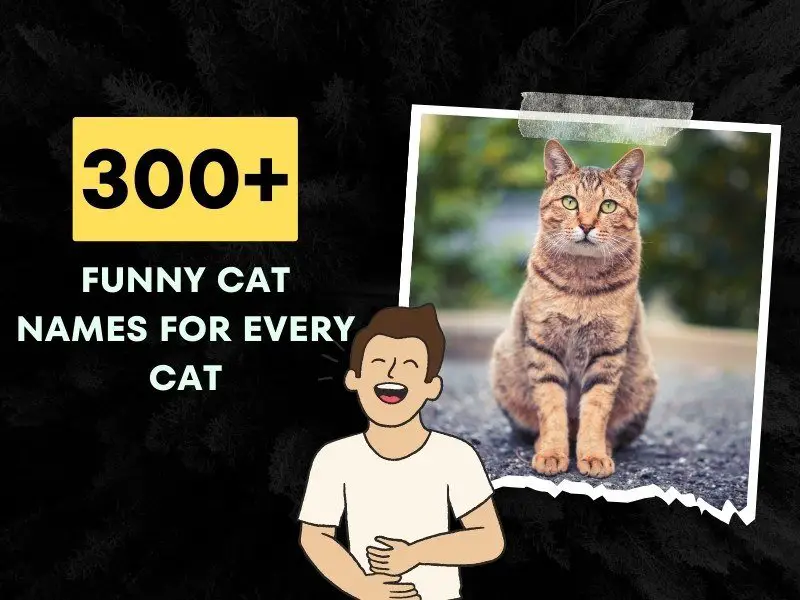 Funny Cat Names For Every Cat ideas