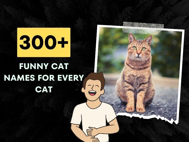 Funny Cat Names For Every Cat