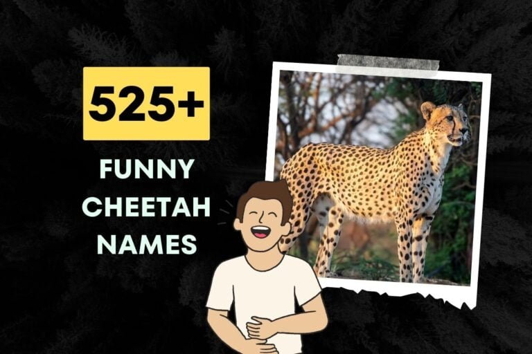 525+ Funny Cheetah Names Generator (2024)