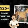 Funny Cheetah Names Generator