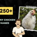 Funny Chicken Names Ideas