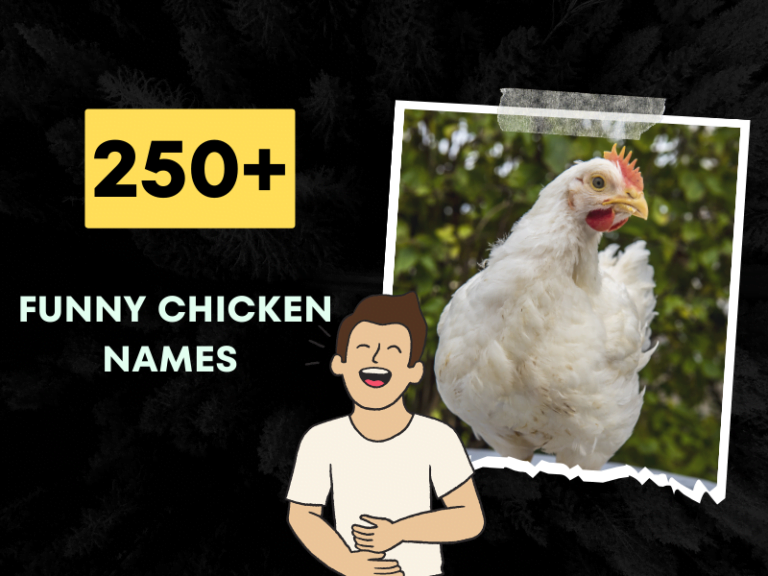 250+ Funny Chicken Names That Will Make You Cluck with Laughter