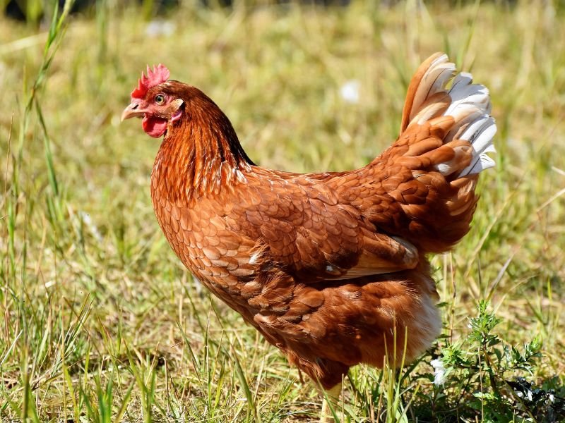 Funny Chicken Names Based On Celebrities