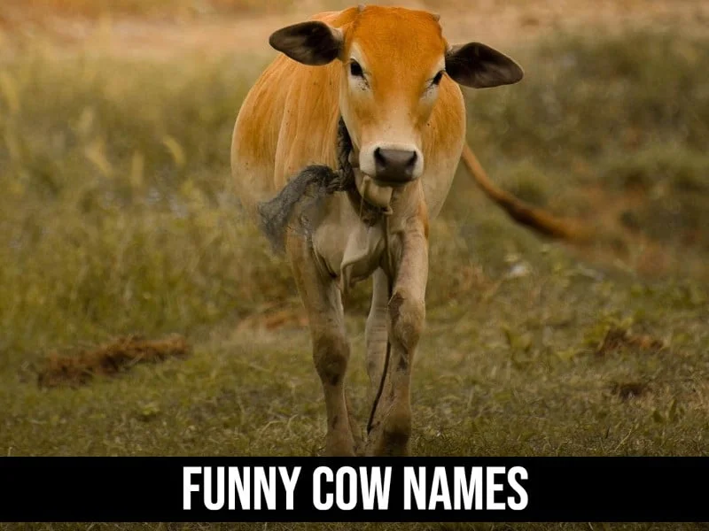 Funny Cow Names
