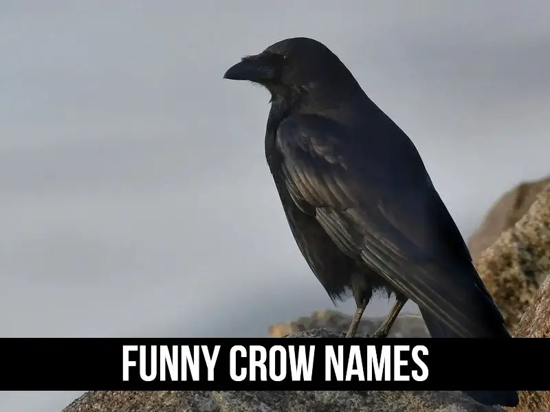 A List of Cutest Funny Pet Crow Names: 100+ Creative Ideas!