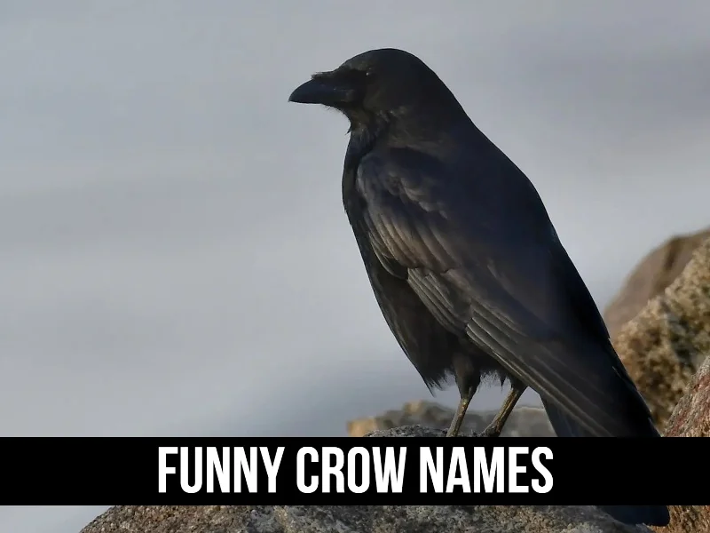 Funny Crow Names