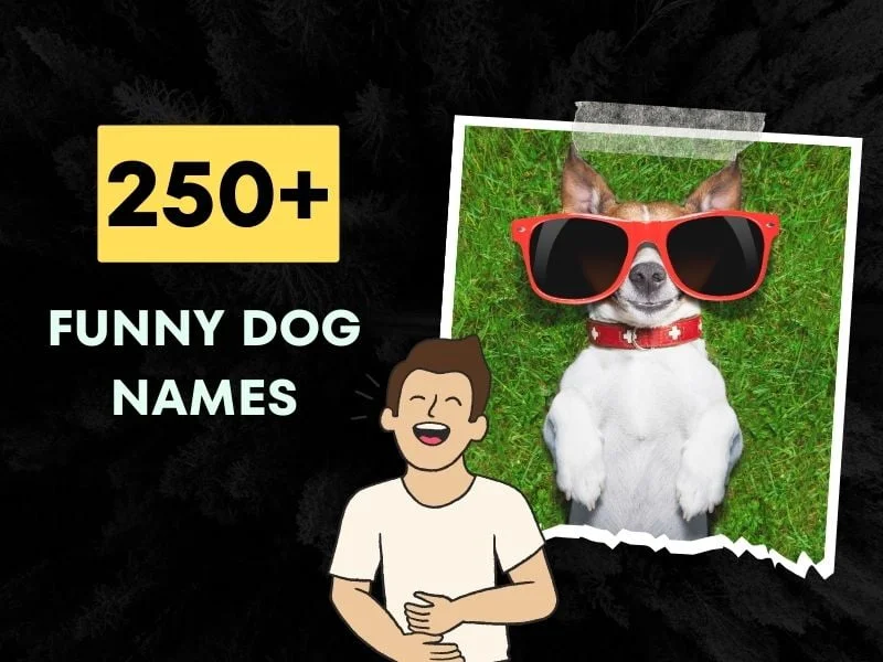 250+ Funny Dog Names (Tail-Wagging Humor!)