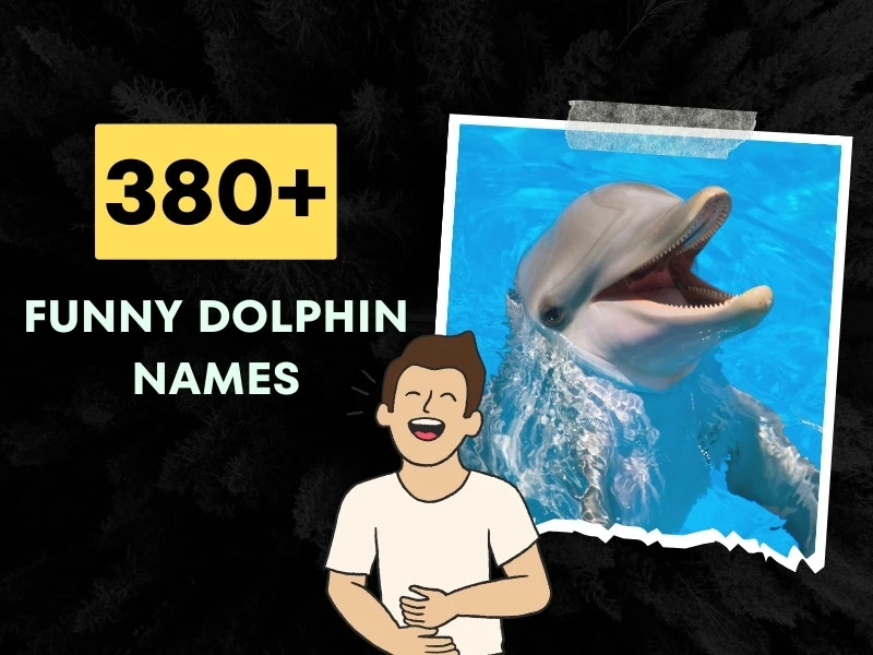 Funny Dolphin Names