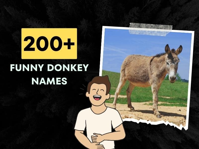 200+ Funny Donkey Names (Beyond the Ordinary Choices!)