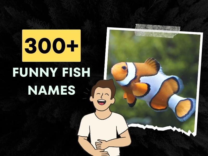 300-funny-fish-names-curated-and-ranked-generator