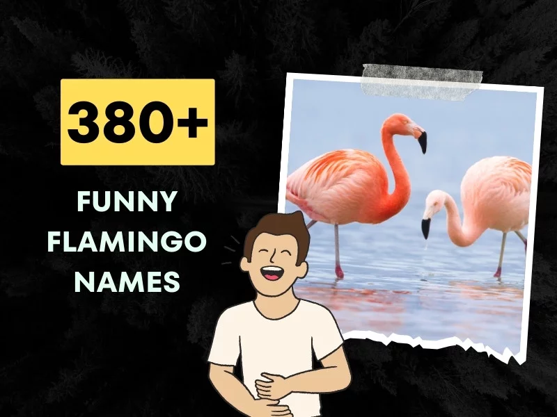 Funny Flamingo Names