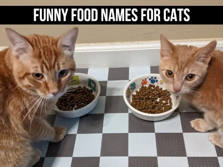 140-funny-food-names-for-cats-that-will-make-you-chuckle