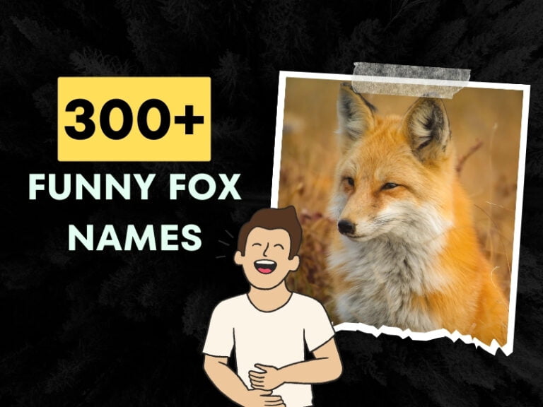 Funny Fox Names