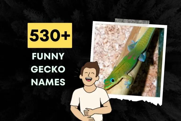 530+ Funny Gecko Names Generator (2024)