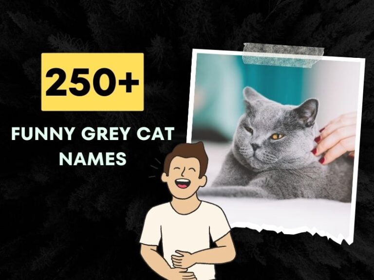 Funny Grey Cat Names
