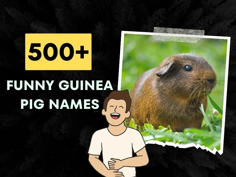 Funny Guinea Pig Names