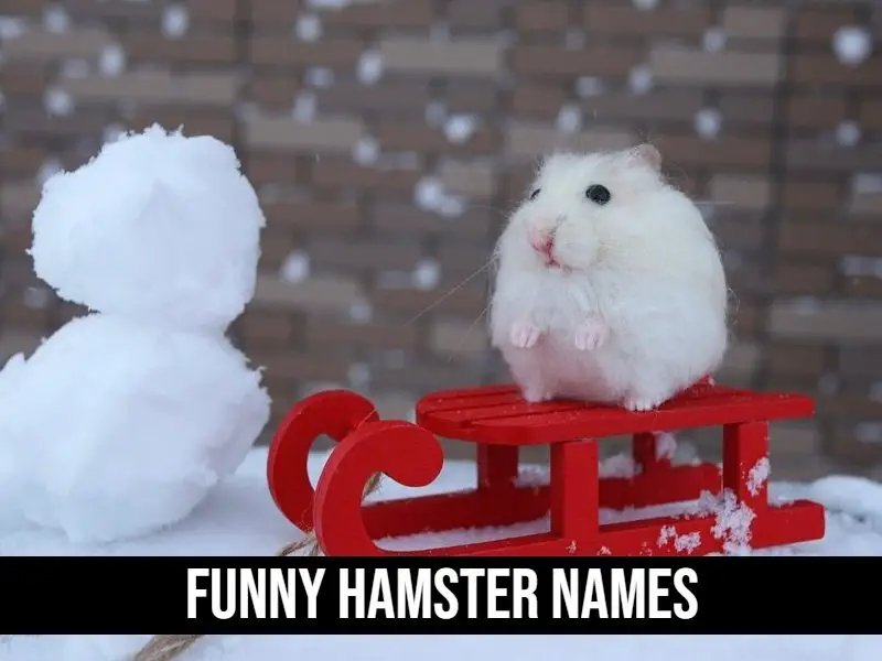 120+ Creative & Funny Hamster Names You'll Love!