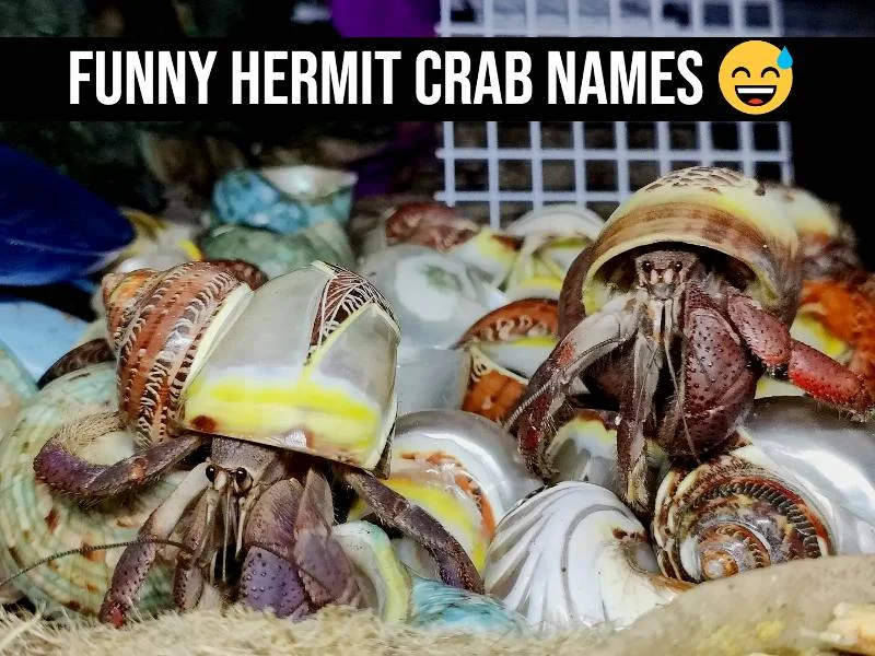 Funny Hermit Crab Names (A Collection of Creative Ideas)