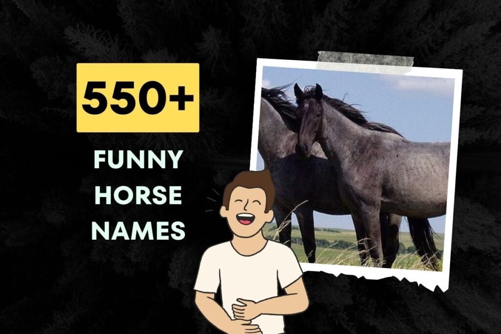 Funny Horse Names Generator