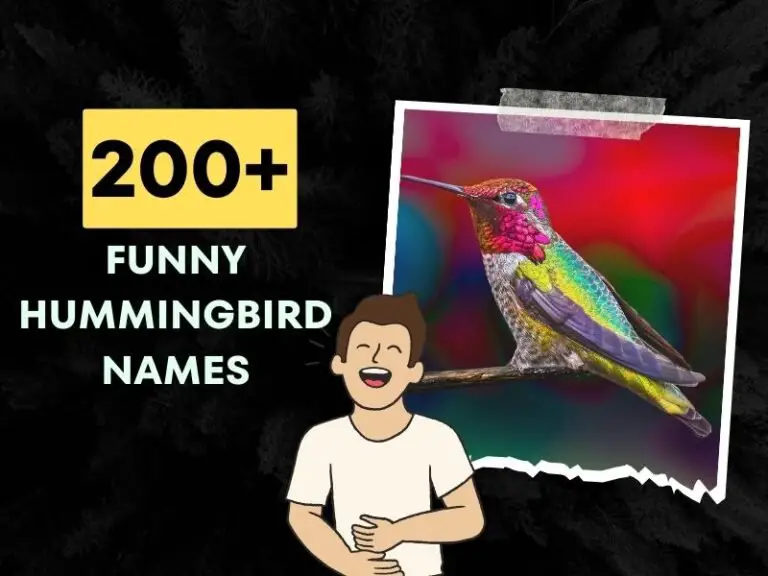 Funny Hummingbird Names