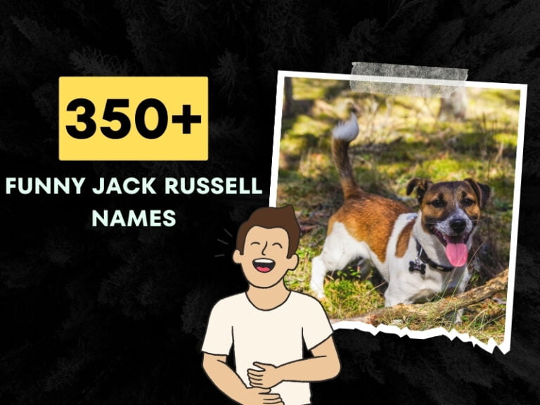 Funny Jack Russell Names