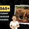 Funny Jaguar Names Generator