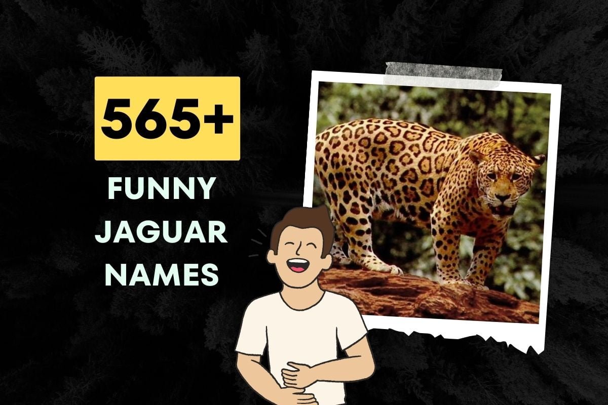 565+ Funny Jaguar Names Generator (2024)