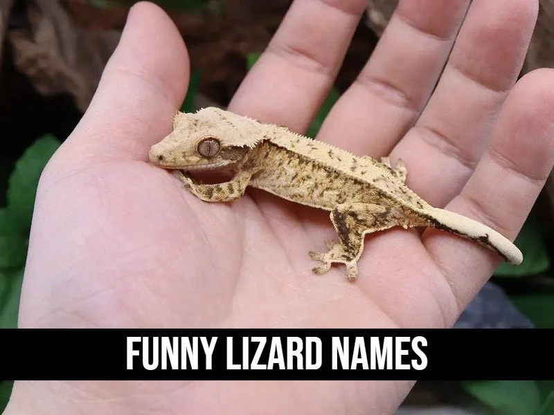 Funny Lizard Names