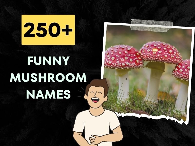 Funny Mushroom Names