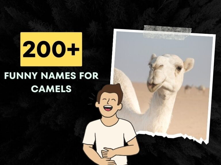 Funny Names For Camels