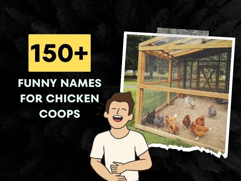 Funny Names For Chicken Coops Ideas