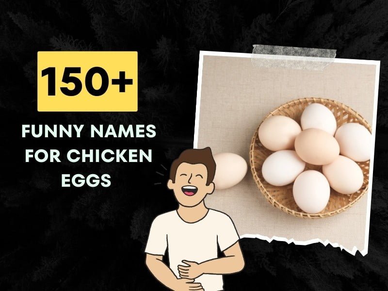 Funny Names For Chicken Eggs Ideas