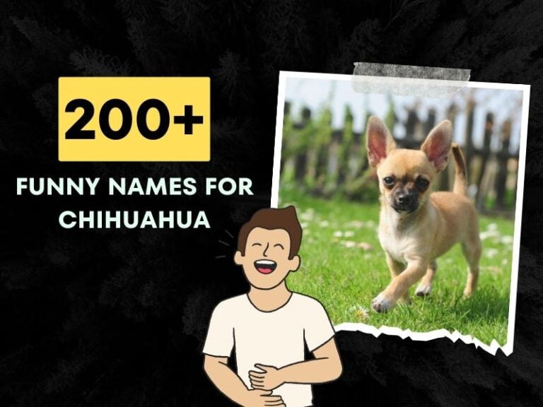 Funny Names For Chihuahua