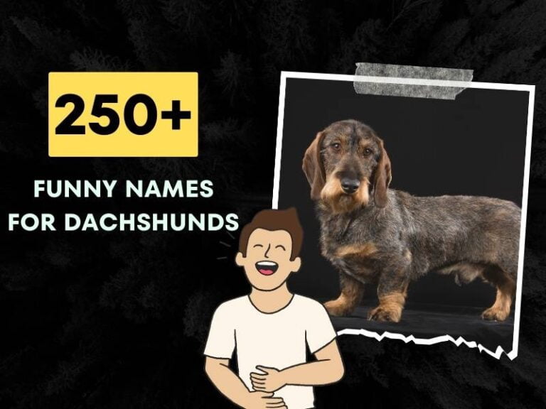 Funny Names For Dachshunds