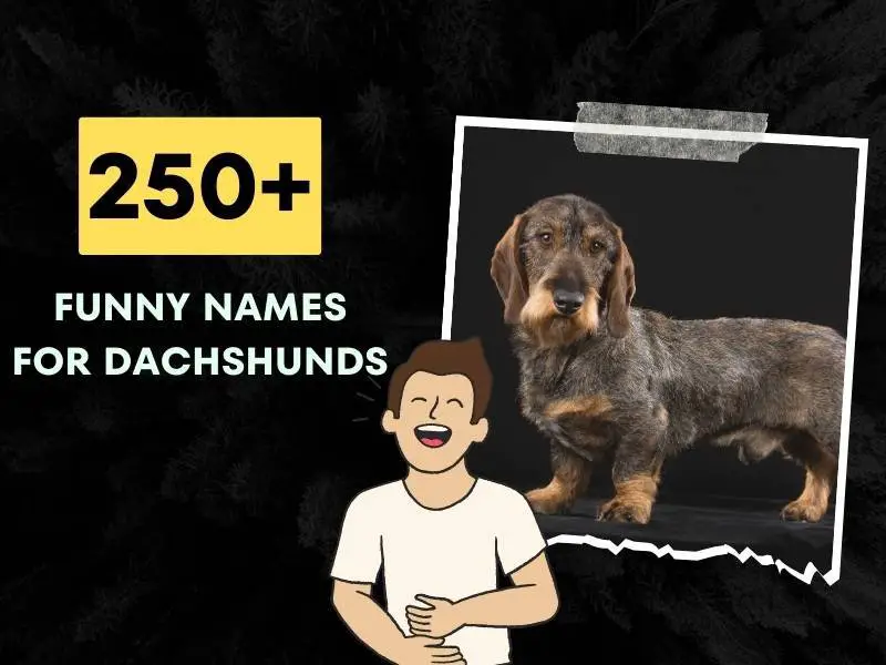 Funny Names For Dachshunds Ideas